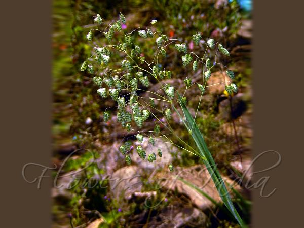 Small Quaking-Grass